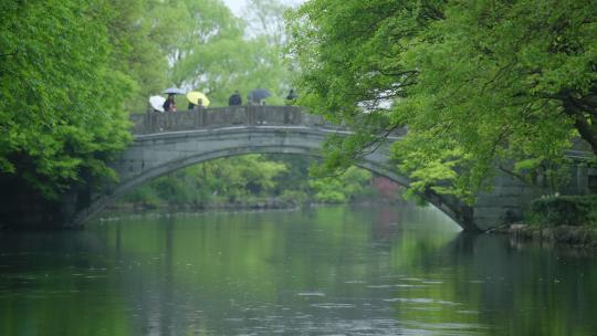 春天杭州花港观鱼阴雨天小桥绿色自然