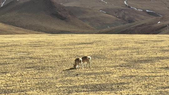 西藏藏原羚航拍视频素材模板下载