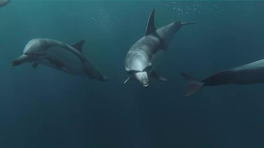 水下拍摄海豚游泳特写