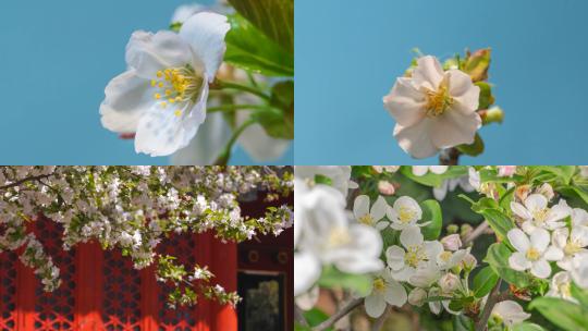 【合集】海棠花植物大自然绽放盛开