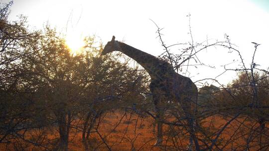 一只正在吃灌木丛叶子的长颈鹿