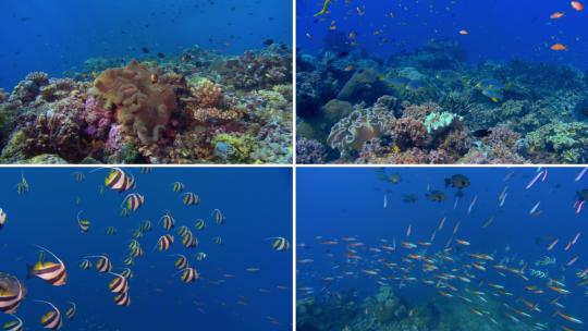 珊瑚海底世界3视频素材模板下载