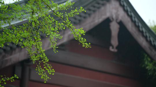 杭州钱王祠春天清明节雨天古建筑自然唯美