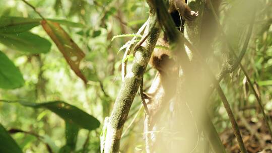食蚁兽从树枝上下来的慢动作镜头
