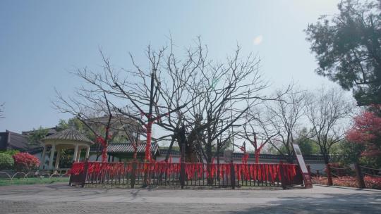 宿迁项王故里景区-运镜实拍