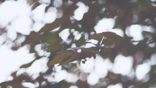 树叶阳光透过树叶空镜头
