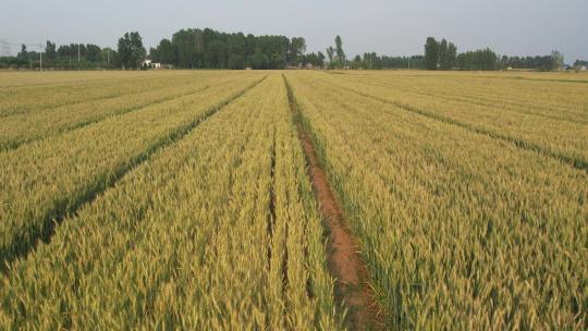 小麦4k麦田 田园 丰收麦子乡村田园麦穗