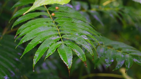 雨滴落在湿透的绿叶