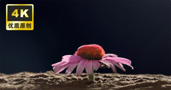 花朵开花延时 万物生长万物复苏