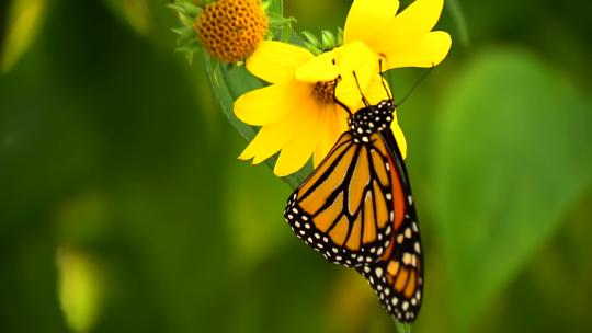 蝴蝶从黄色花朵上在的清新养眼素材