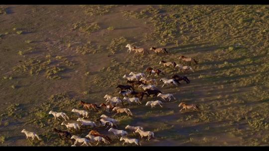 高清航拍草原马骑马一群马内蒙古视频素材模板下载