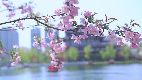 春天海棠花唯美实拍