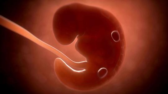 人类胚胎在子宫内发育成形