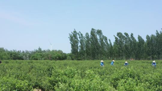 航拍金银花种植加工收获