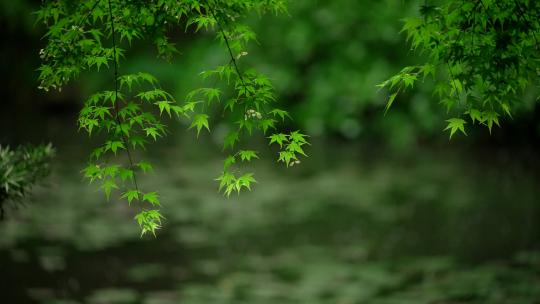 杭州虎跑下雨天雨水打在绿色枫树叶上