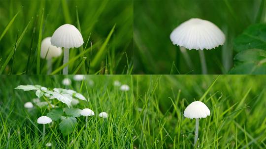 夏日草地蘑菇