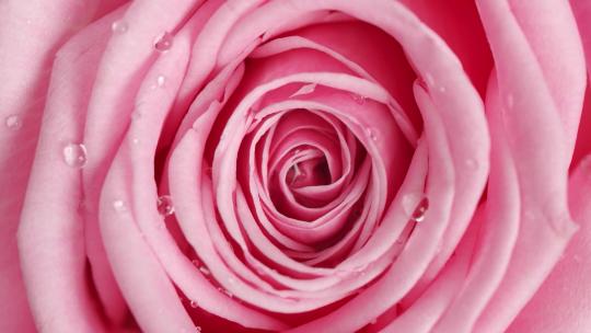 粉色玫瑰花水中颜料玫瑰花上的水珠视频素材模板下载