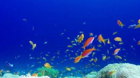 美丽的水下彩色珊瑚和鱼类视频素材模板下载