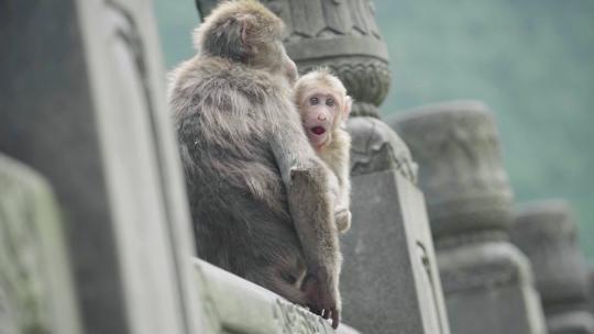 🐒猴妈妈怀里的小猴子视频素材模板下载