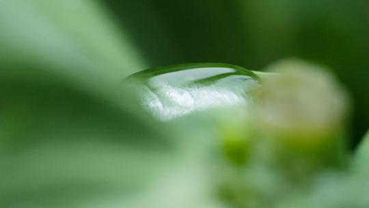 露珠水滴落在植物上实拍