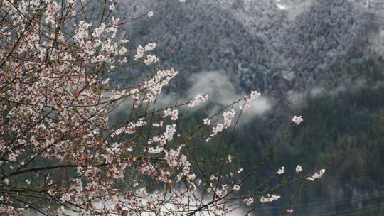 西藏桃花盛开背景雪山视频素材模板下载