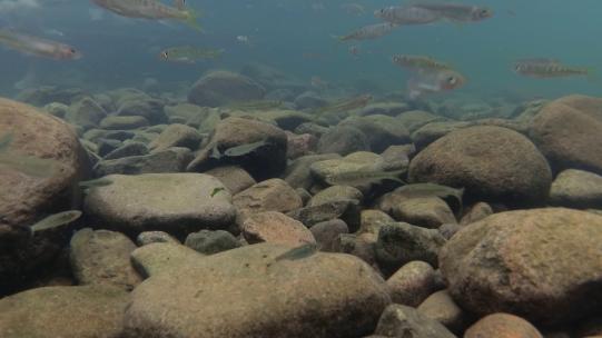 水下拍摄溪水中河床上的小鱼，分辨率2.7K