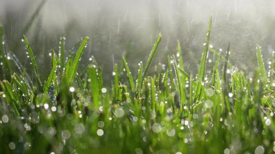 正在淋雨的小草