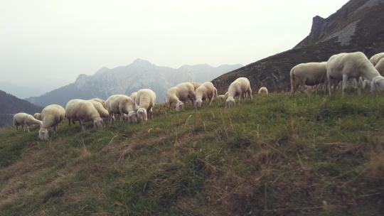 新疆羊群在山坡吃草