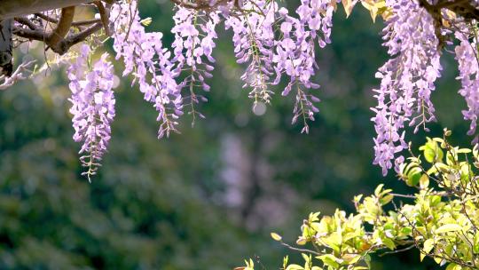春天公园里的紫藤花开放了