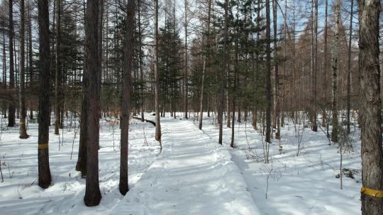 白山市松江河国家森林公园一个人在雪中行走