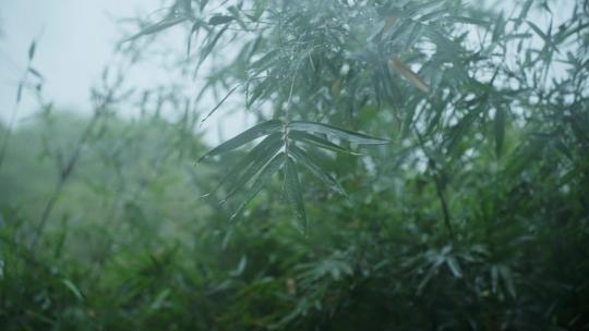 雨中的竹子
