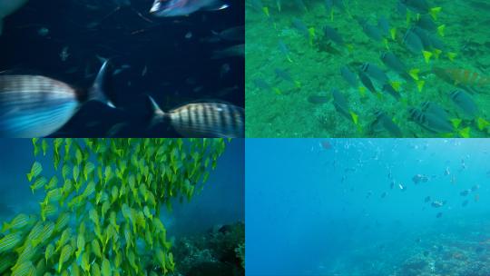 【合集】鱼群 海洋 深海鱼群  鱼群环绕视频素材模板下载