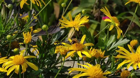 一只正在花丛里面采蜜的蜜蜂视频素材模板下载