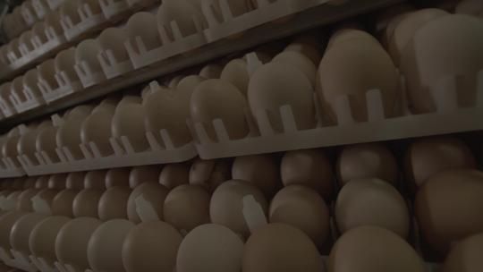 鸡蛋养鸡场鸡蛋孵化车间鸡蛋扫光LOG视频素材模板下载