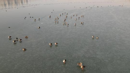 山东济南华山湖湿地秋冬候鸟航拍