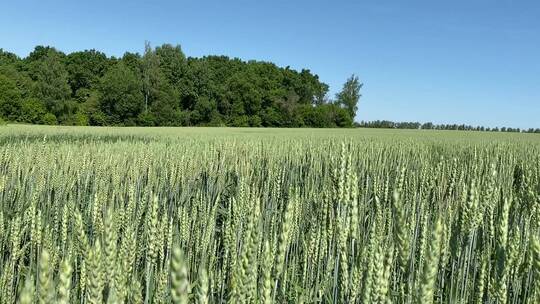 在农田上种植小麦