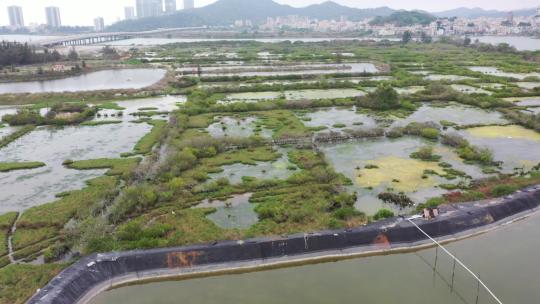 深圳红树林基围鱼塘、红树林、白鹭