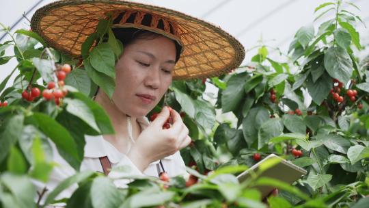 女性农民在果园采摘樱桃