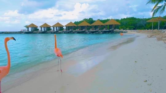 火烈鸟阿鲁巴海滩与粉色火烈鸟在海滩火烈鸟在阿鲁巴海滩加勒比高清在线视频素材下载