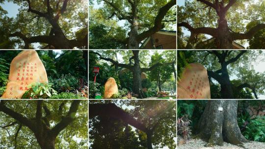 广州市树  木棉王大树高清在线视频素材下载