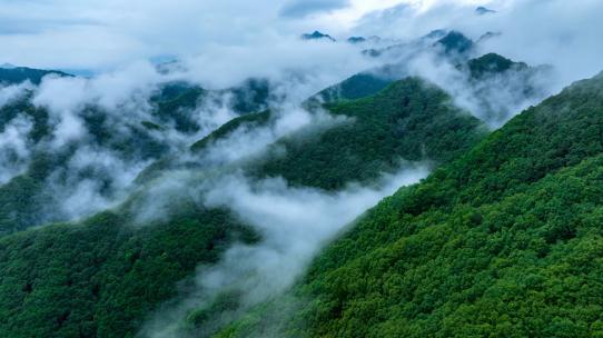 4k森林大自然云海风景树林山水自然山云雾