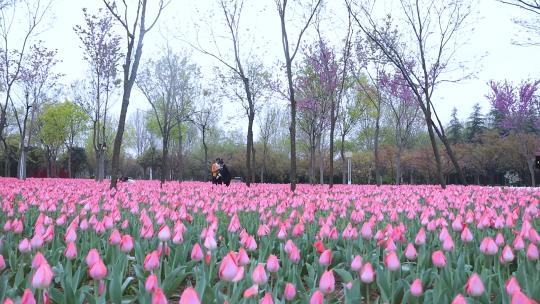 郁金香花展游客赏花-3