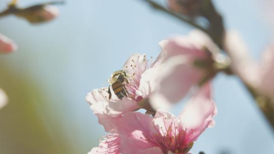 微距桃花蜜蜂