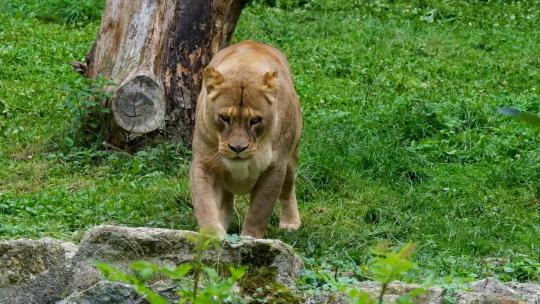 狮子 野生动物  自然保护区 自然