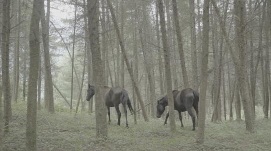 森林里的两匹马