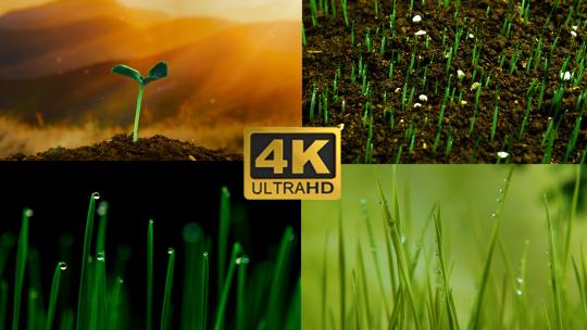 4K种子发芽农业生长万物生长延时合集视频素材模板下载