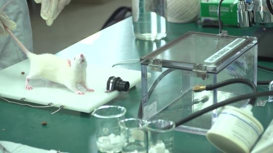 小白鼠实验 科学研究 动物实验 课程