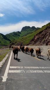 新疆伊犁伊昭公路赶着牛群的哈萨克牧民