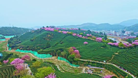 4K航拍福建龙岩永福樱花茶园台品樱花茶园