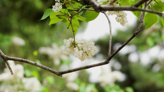 北京故宫丁香花丁香